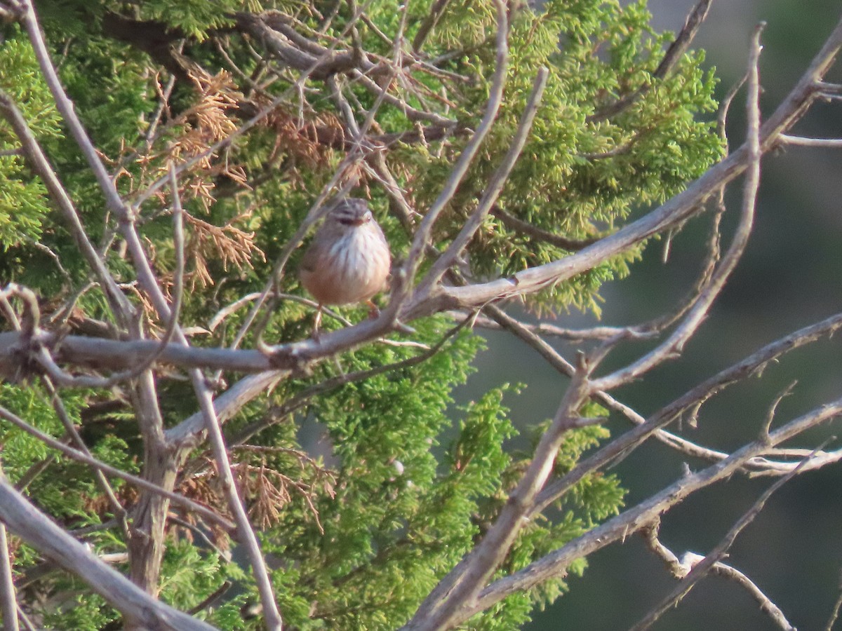 Scrub Warbler - Thomas Brooks