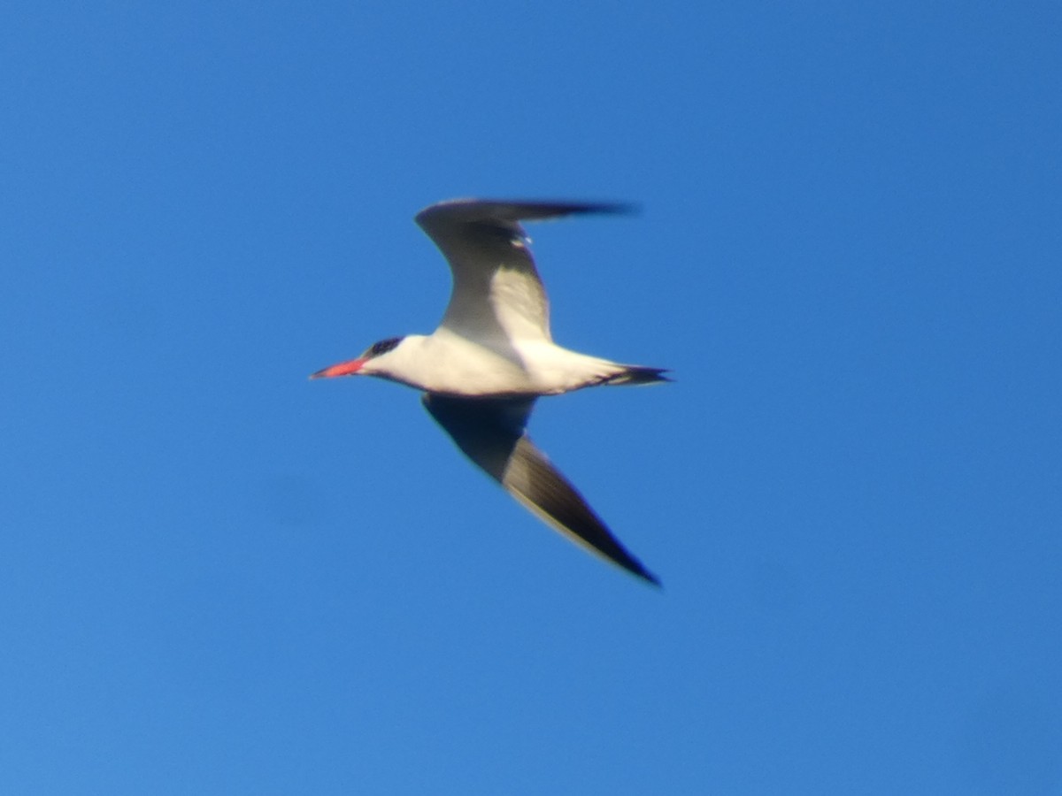 Caspian Tern - ML623700786