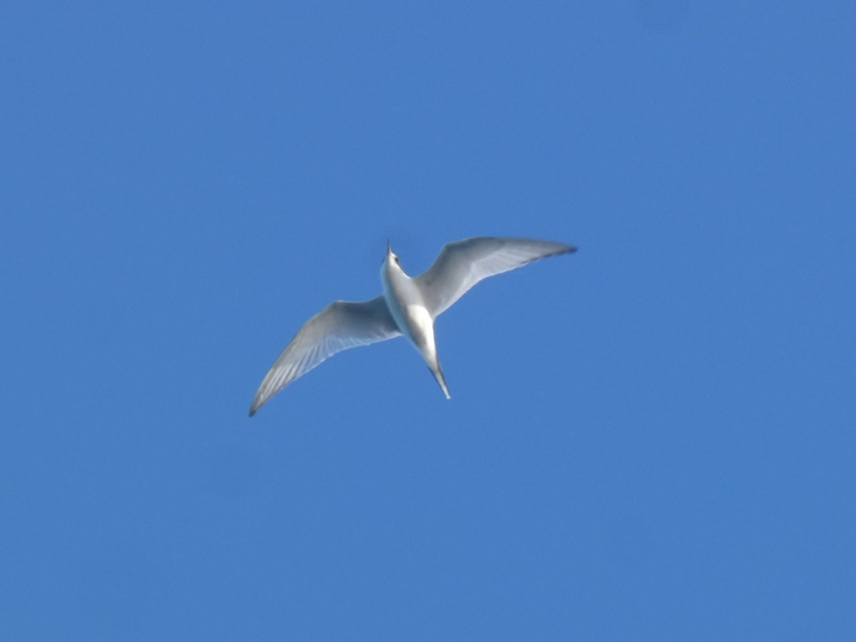 Arctic Tern - ML623700789