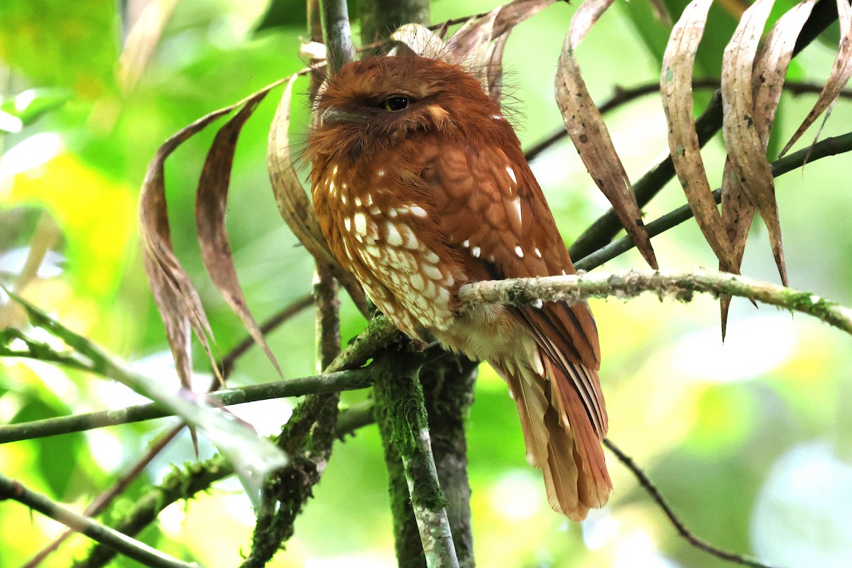 Sumatran Frogmouth - ML623700810