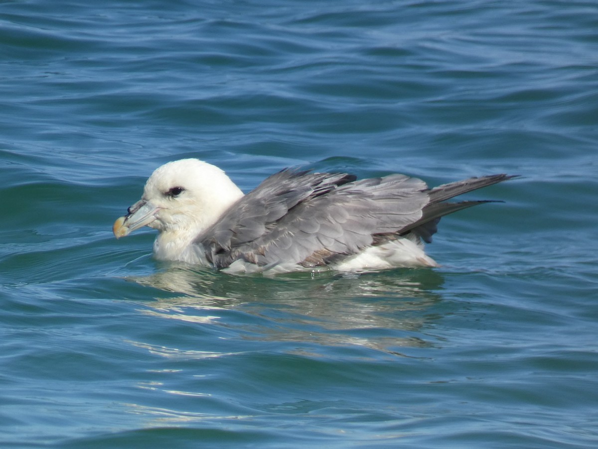 Northern Fulmar - ML623700812