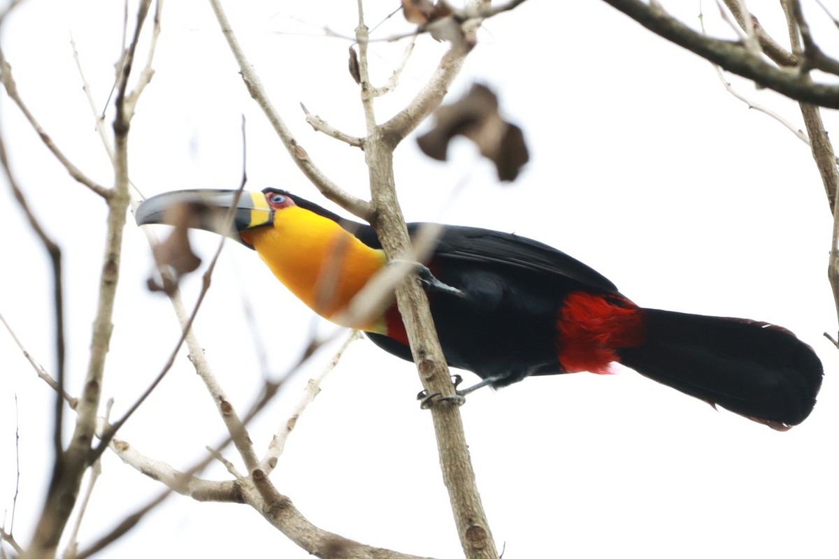 Channel-billed Toucan - ML623700872