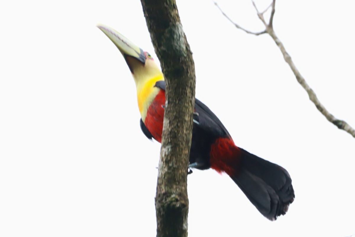 Red-breasted Toucan - ML623700878