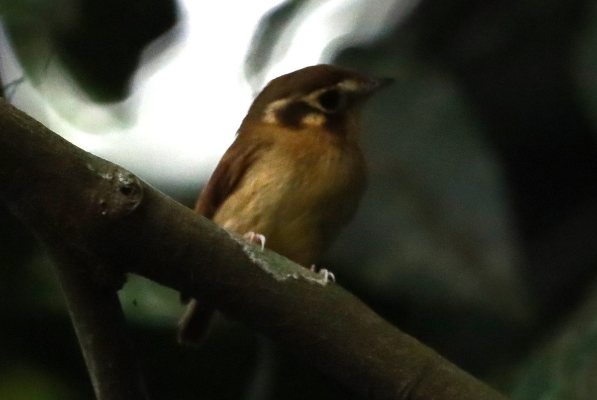 White-throated Spadebill - ML623700891