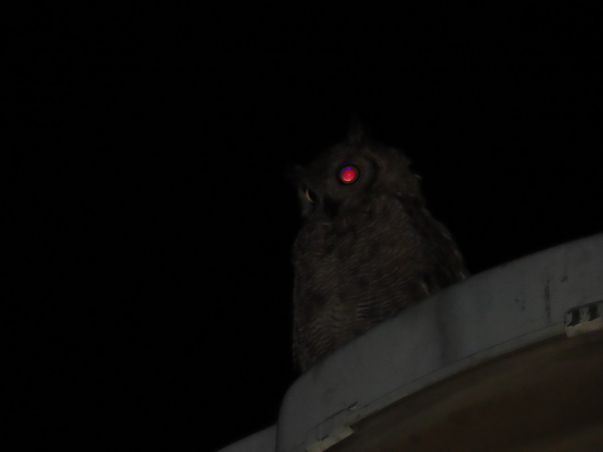 Arabian Eagle-Owl - ML623700907