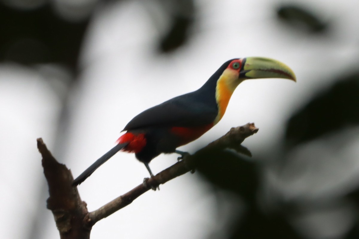 Toucan à ventre rouge - ML623700937