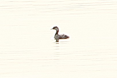 Red-necked Grebe - ML623700942