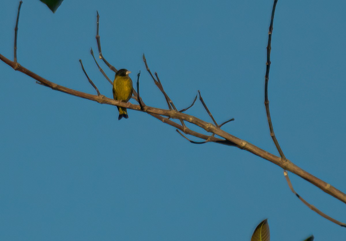 Black-headed Greenfinch - ML623700950