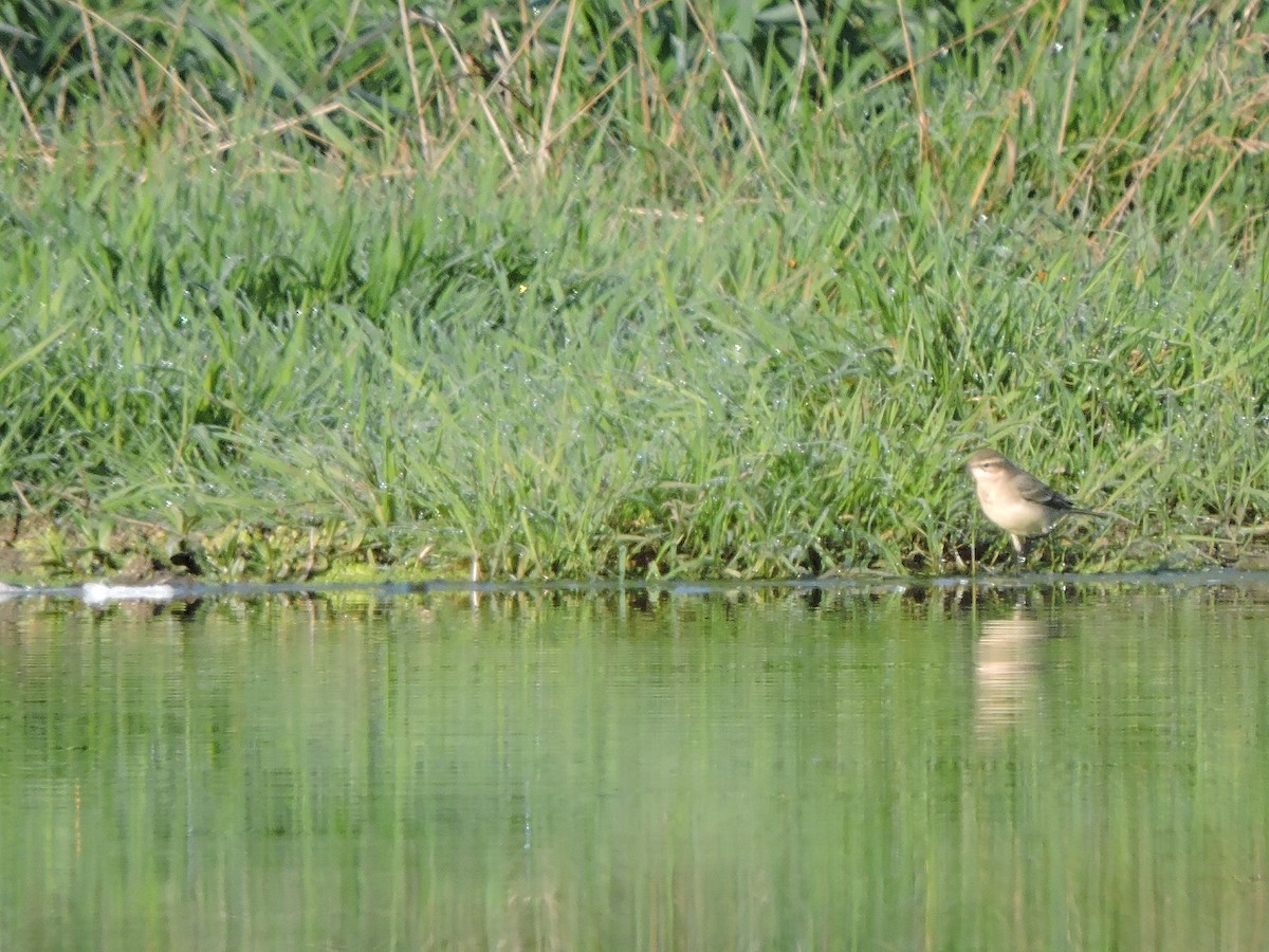 Western Yellow Wagtail - ML623700954