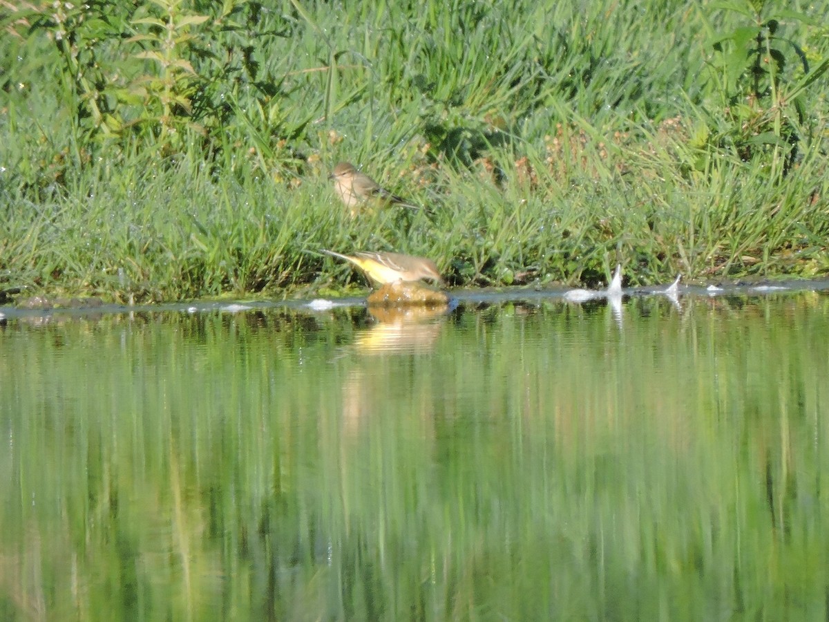 Western Yellow Wagtail - ML623700955