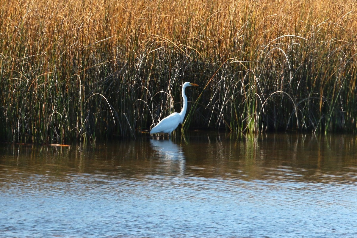 Цасч дэглий - ML623700979
