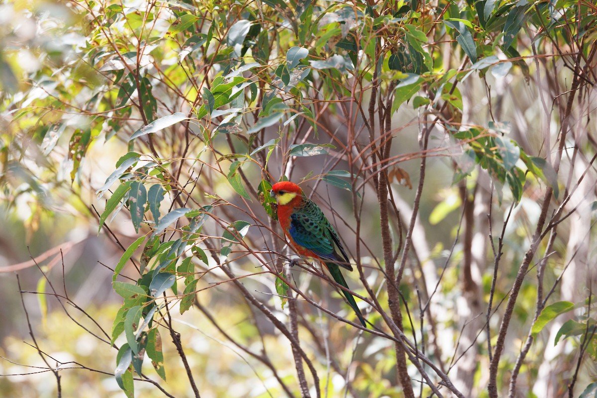 Western Rosella - ML623700981