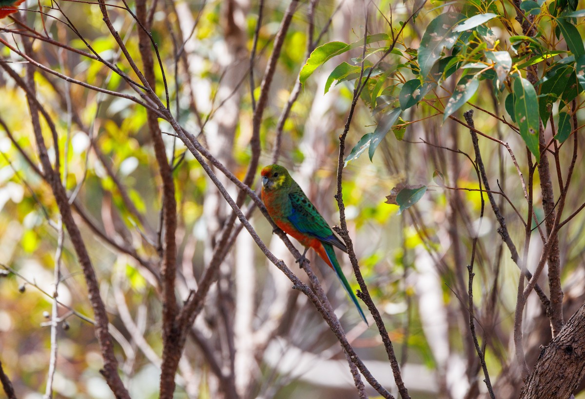 Western Rosella - ML623700985