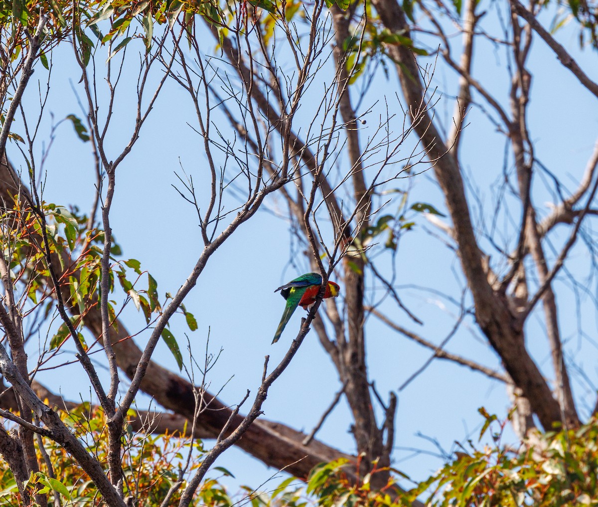 Western Rosella - ML623700988