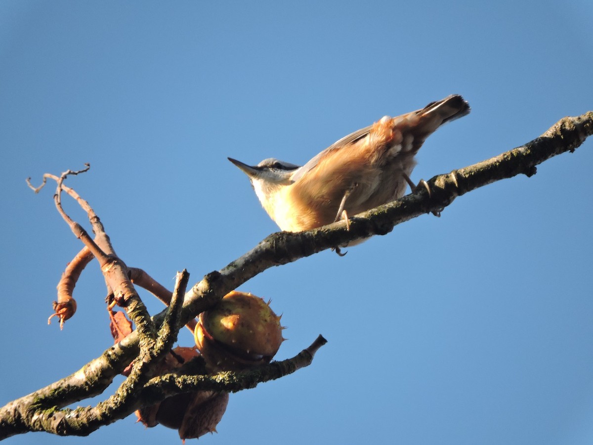 Eurasian Nuthatch - ML623701000