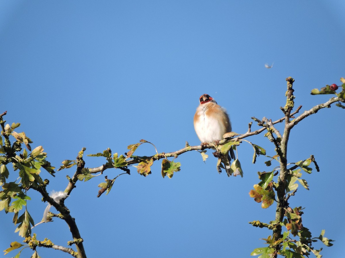 European Goldfinch - ML623701005