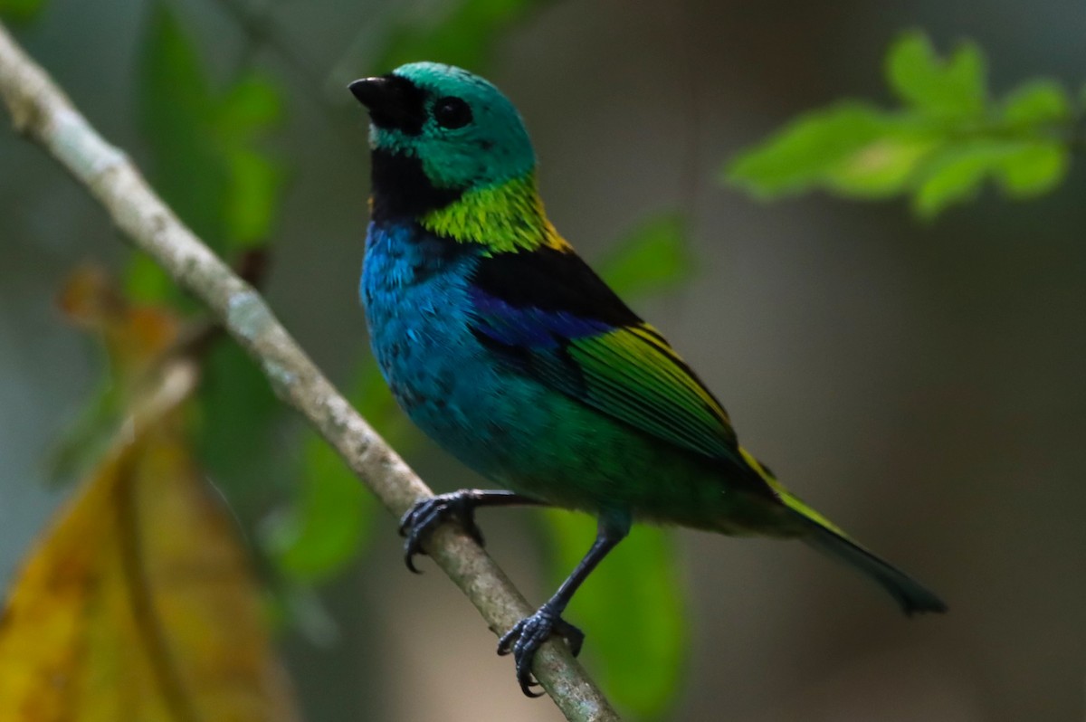 Green-headed Tanager - João Paulo Durante