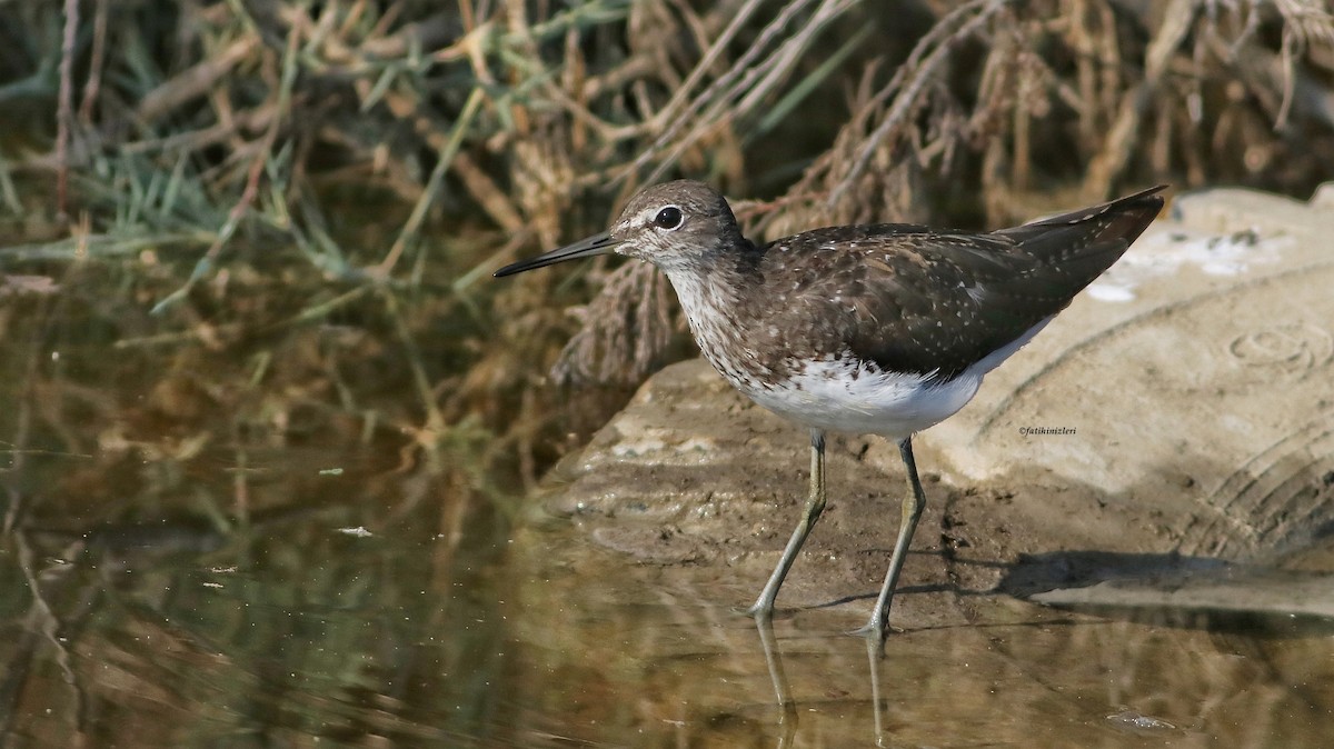 Green Sandpiper - ML623701032