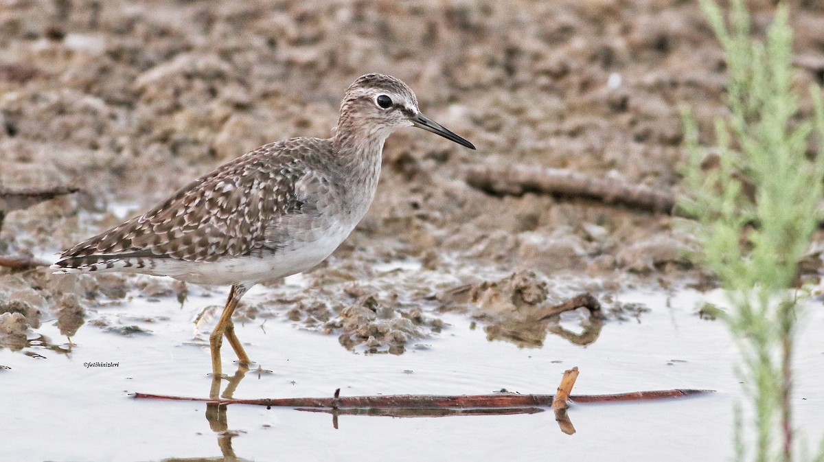 Wood Sandpiper - Fatih Izler