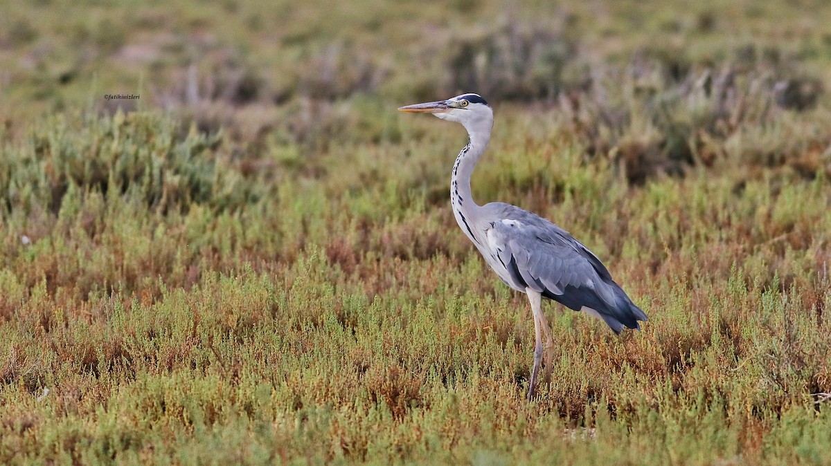 Gray Heron - ML623701034