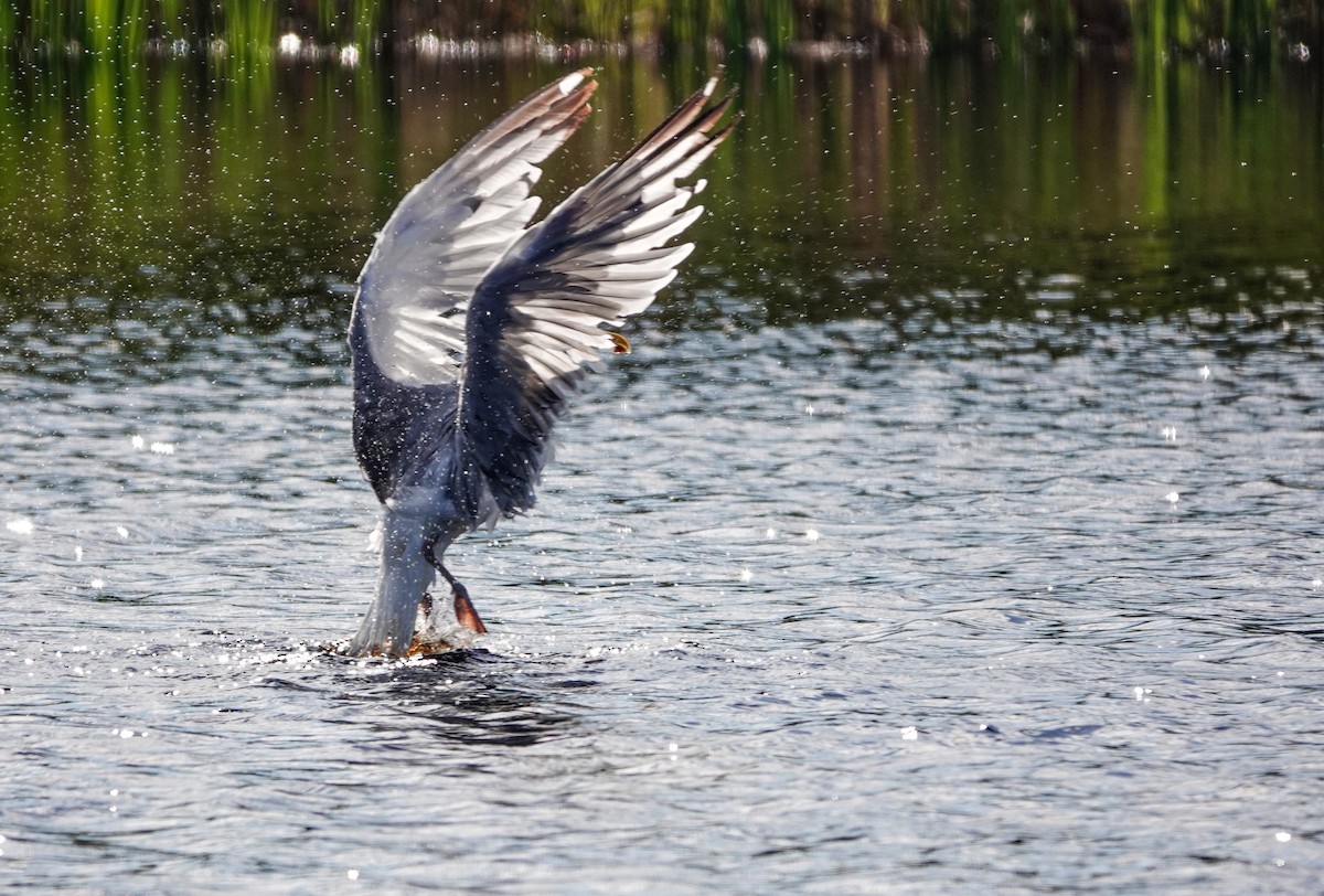 Herring Gull (American) - ML623701044