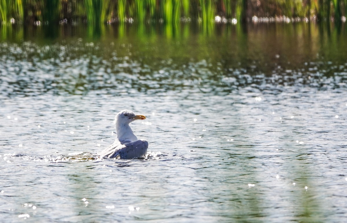 Herring Gull (American) - ML623701048