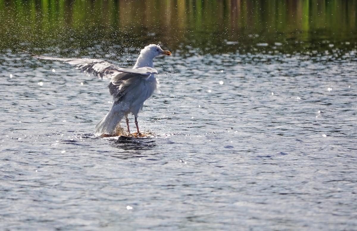 Herring Gull (American) - ML623701052