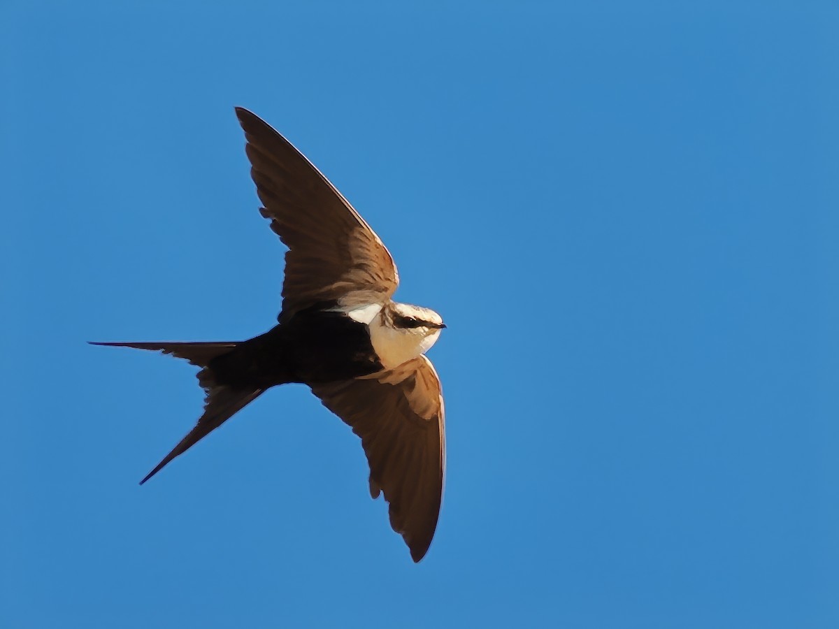 White-backed Swallow - ML623701055