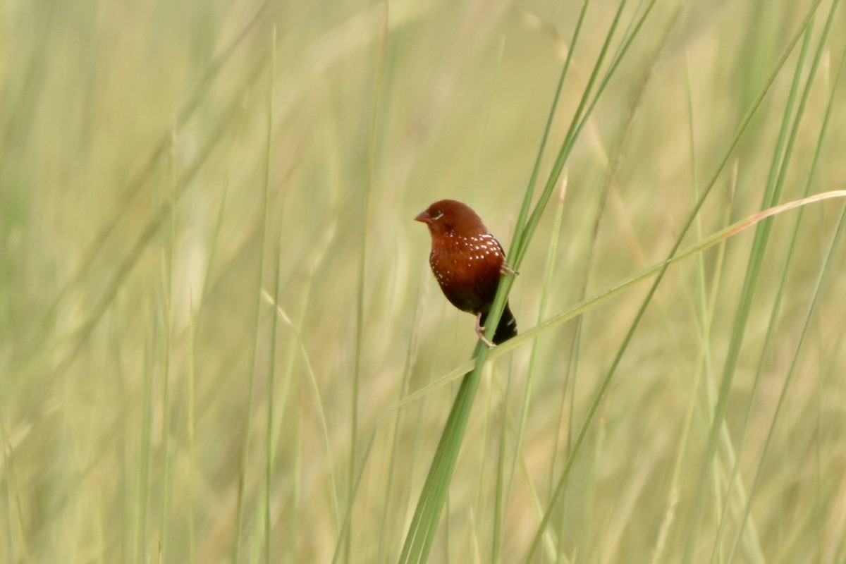 Red Avadavat - ML623701079