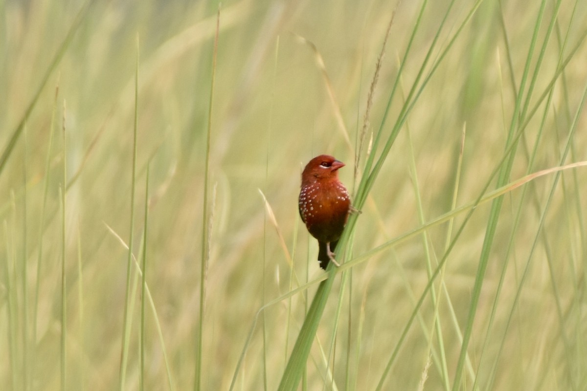 Red Avadavat - ML623701080