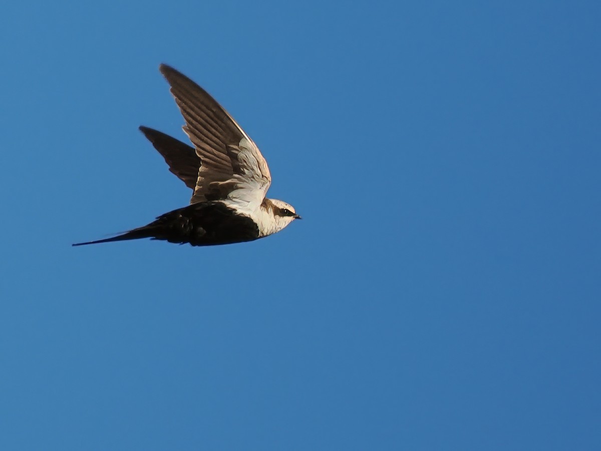 White-backed Swallow - ML623701089