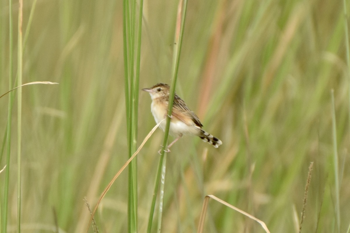 Zitting Cisticola - ML623701093