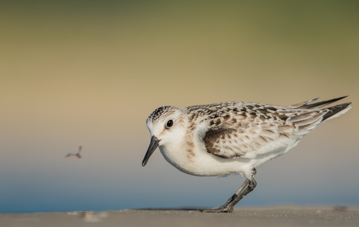 Sanderling - Jeremiah Oden