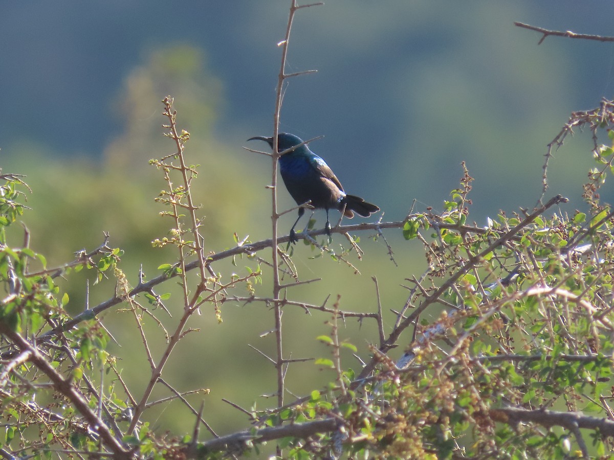 Palestine Sunbird - ML623701121