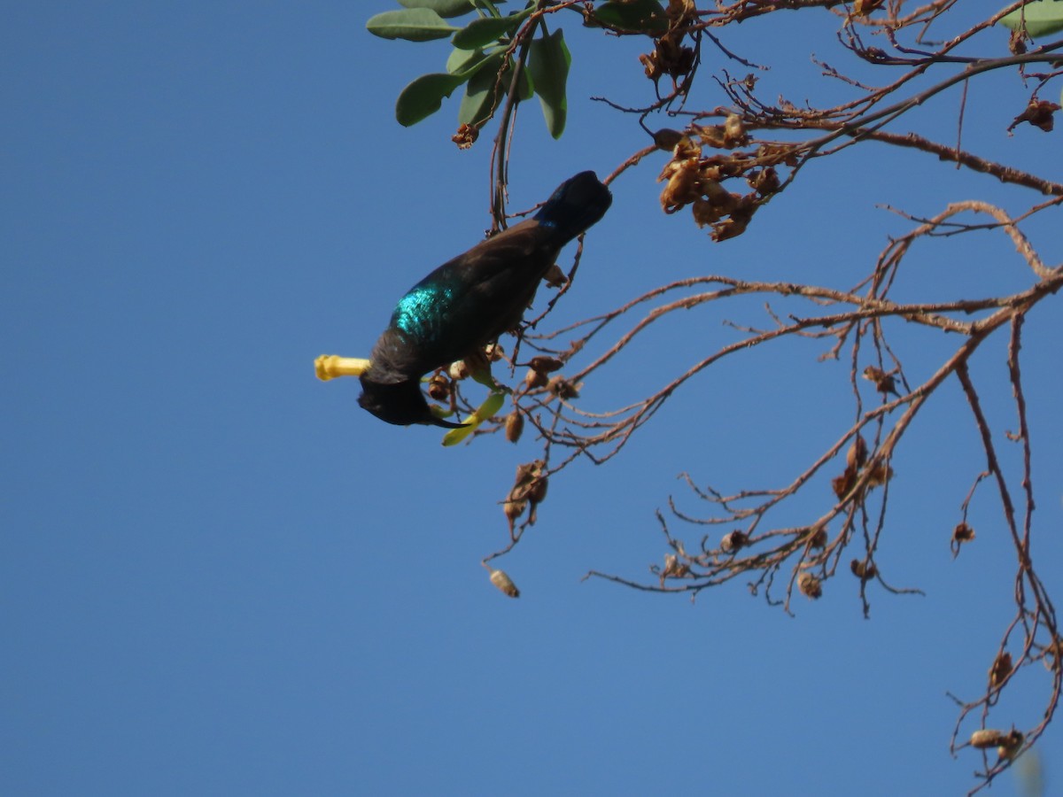 Palestine Sunbird - Thomas Brooks