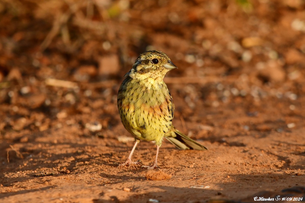 Hesi-berdantza - ML623701123