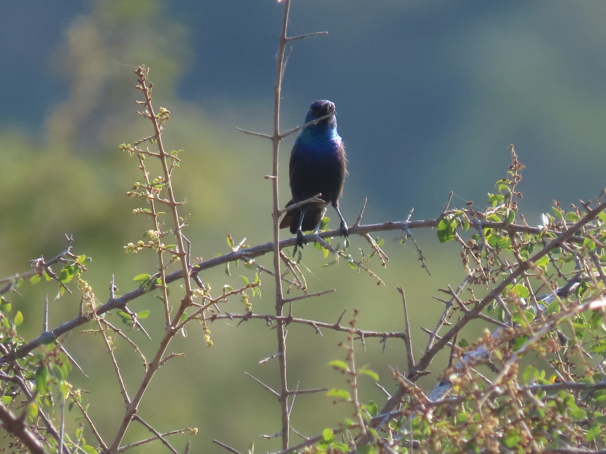 キタキフサタイヨウチョウ - ML623701124