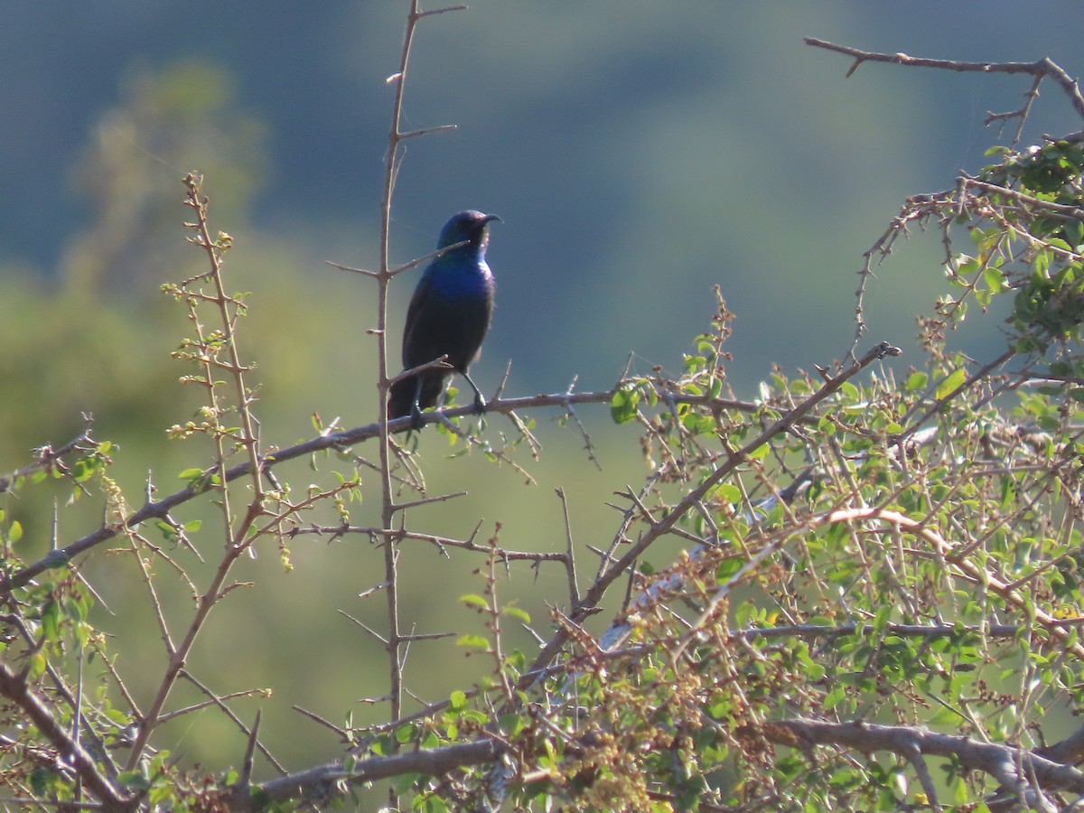 Palestine Sunbird - ML623701125