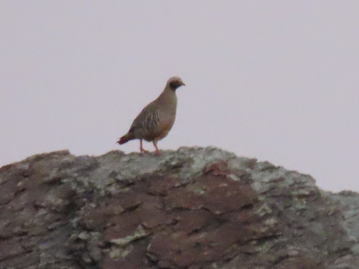 Philby's Partridge - ML623701176