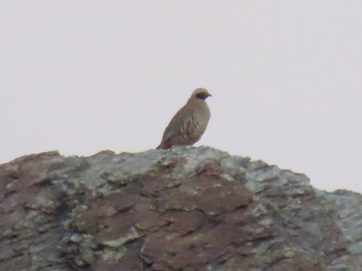 Philby's Partridge - Thomas Brooks