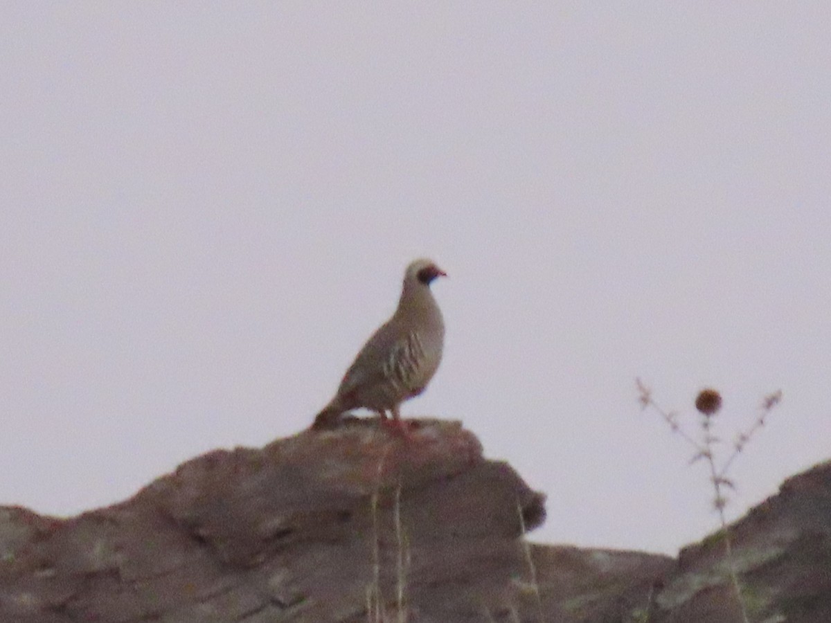 Philby's Partridge - ML623701179