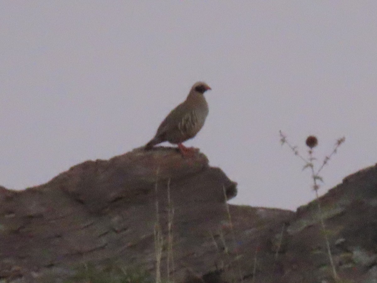 Philby's Partridge - ML623701181