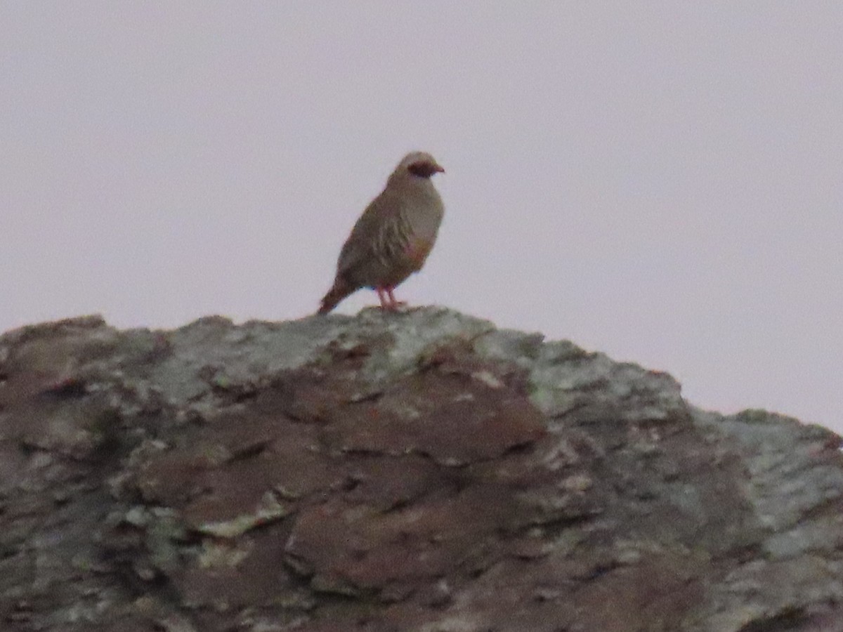 Philby's Partridge - ML623701182