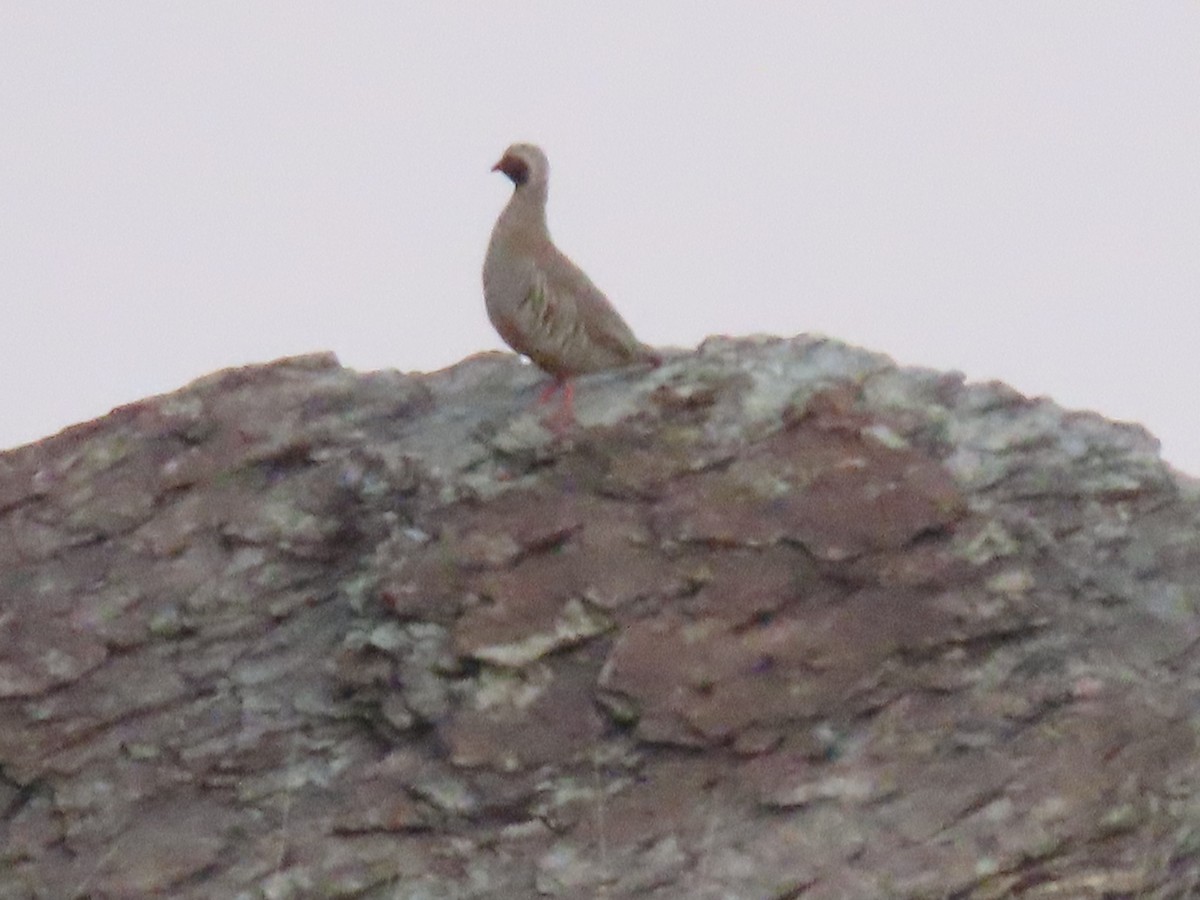 Philby's Partridge - Thomas Brooks