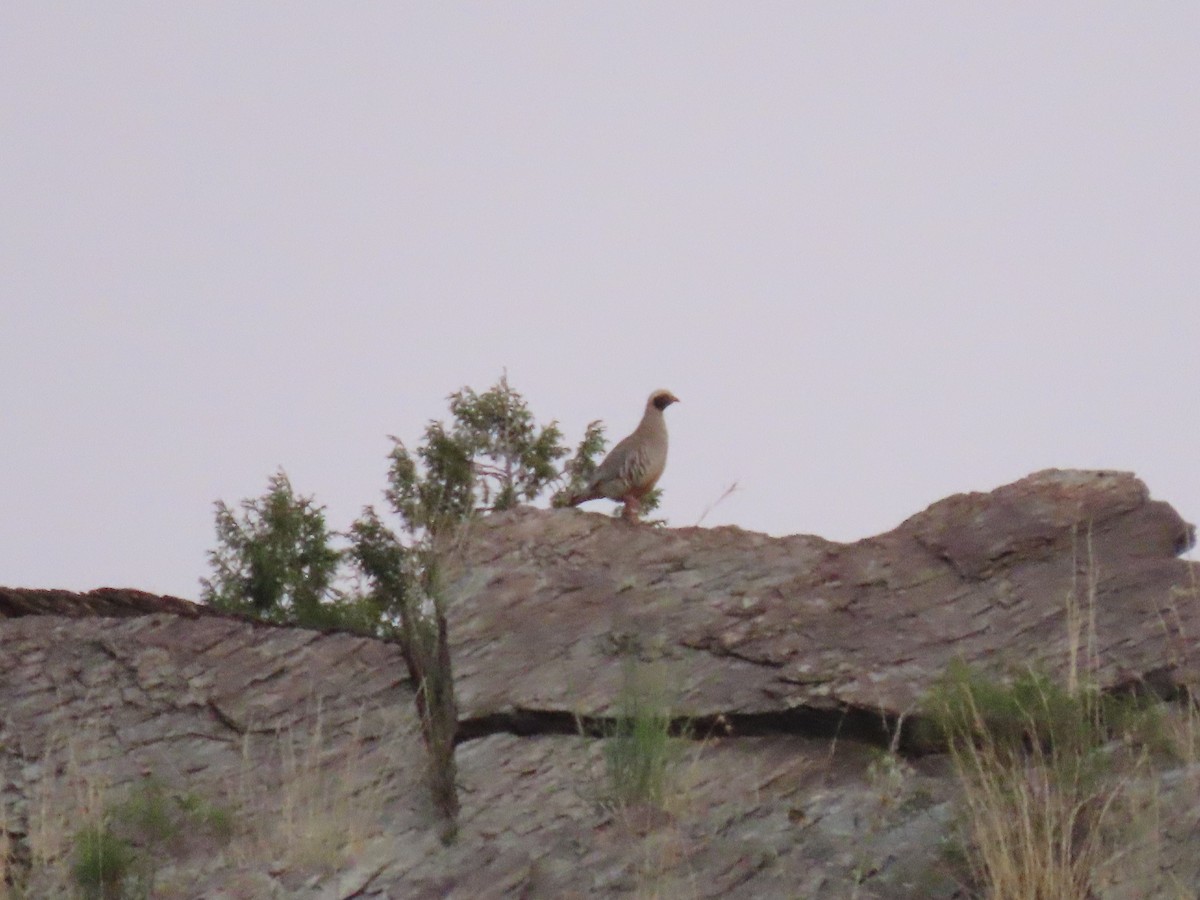 Philby's Partridge - ML623701186