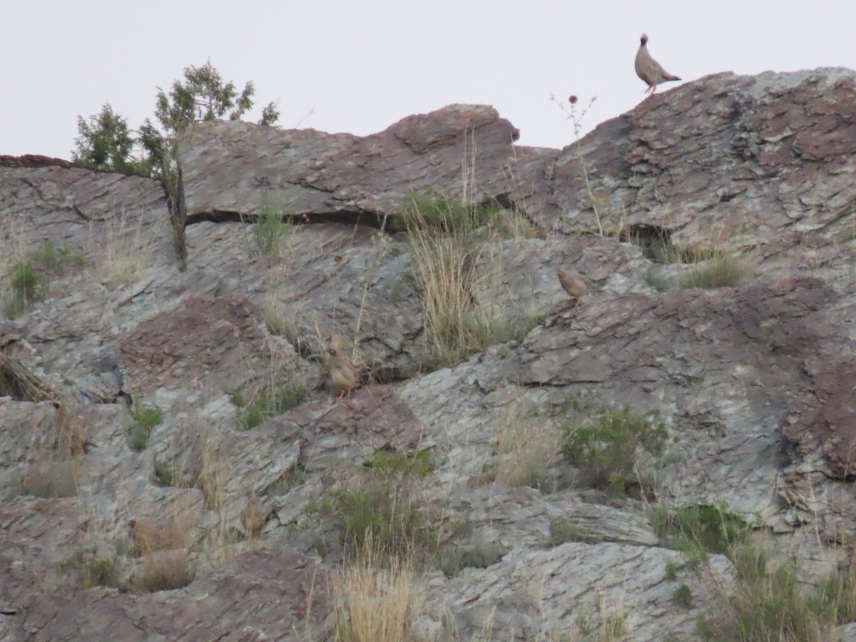 Philby's Partridge - ML623701188