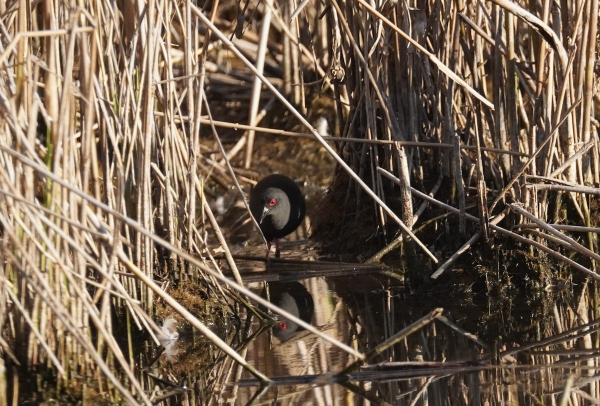 Spotless Crake - ML623701189