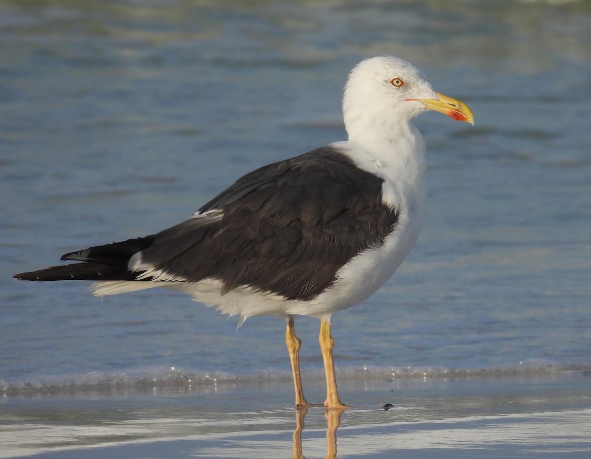 Lesser Black-backed Gull - ML623701191