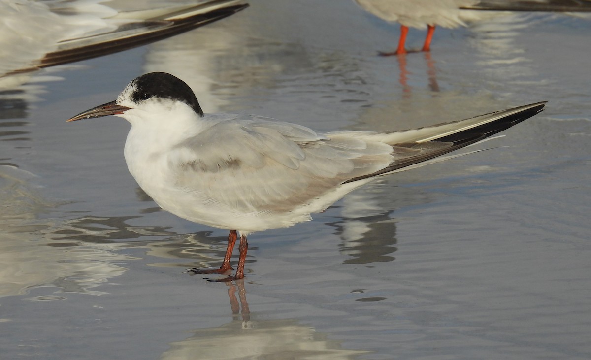 Common Tern - ML623701198