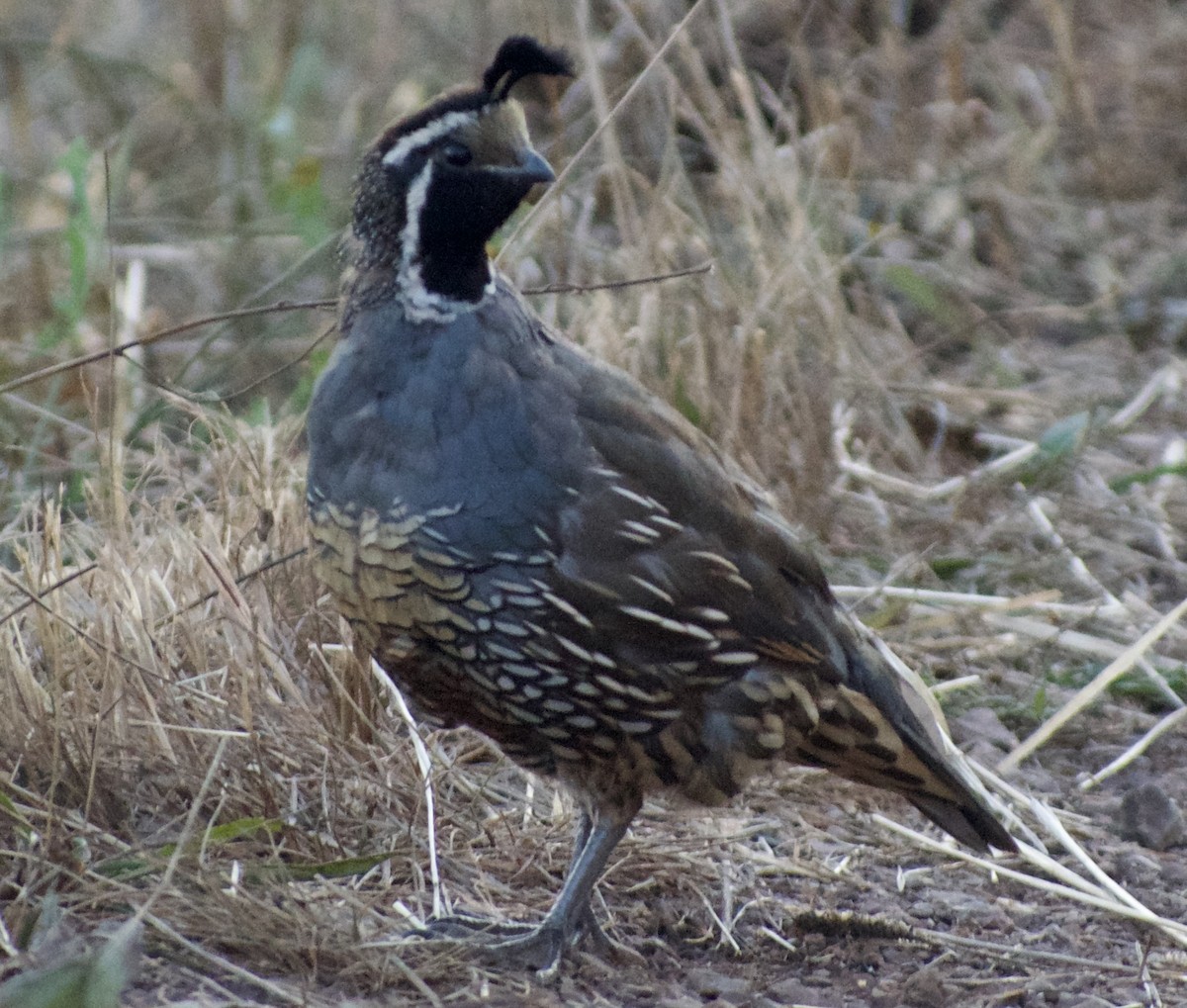 California Quail - ML623701207